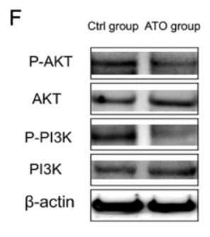 AKT1 Antibody - Fig.