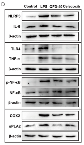 IL6 Antibody - Figure 6.