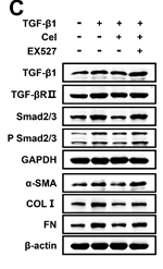 alpha-SMA Antibody - Figure 6.