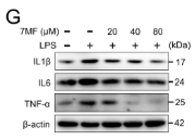 IL6 Antibody - Figure 1.