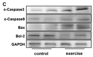 Cleaved-Caspase 3 (Asp175), p17 Antibody - Fig.