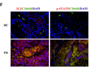 Phospho-STAT5 (Tyr694) Antibody - Fig.