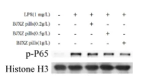 Phospho-NF-kB p65 (Ser536) Antibody - Fig.
