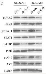 JAK2 Antibody - Figure 4.