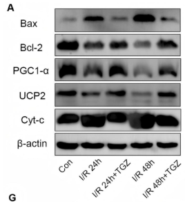 Bax Antibody - FIGURE 9 Reduction of ADAMTS1 expression inhibits mitochondria-mediated renal apoptosis in I/R mice.