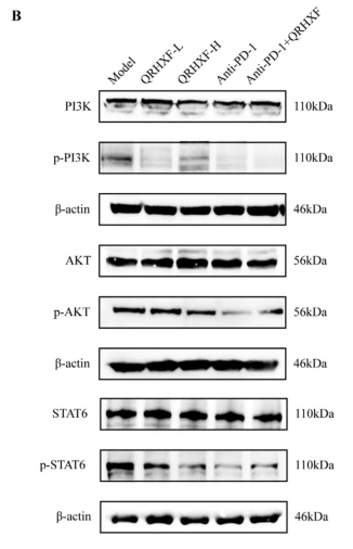 Phospho-AKT1/2/3 (Ser473) Antibody - Fig.