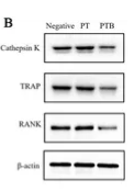 TNR11 Antibody - Figure 5.