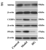 MDM4 Antibody - Fig.