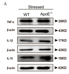 TNF alpha Antibody - Fig.