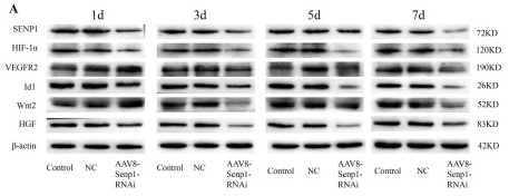 VEGFR2 Antibody - Figure 6.