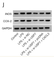 iNOS Antibody - Figure 5.