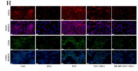 GPX4 Antibody - Fig.