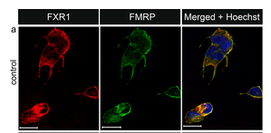 FXR1 Antibody - Figure 2.