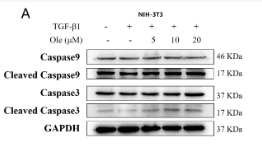 Cleaved-Caspase 3 (Asp175), p17 Antibody - Figure 6.