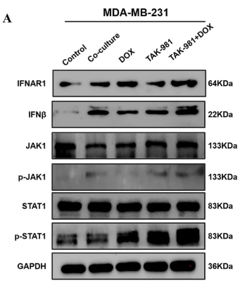 STAT1 Antibody - Fig.