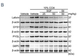 G6PC Antibody - Fig.