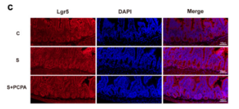 LGR5 Antibody - Figure 3.