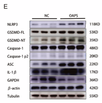GSDMD Antibody - Fig.