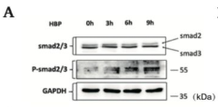 Smad2/3 Antibody - Fig.