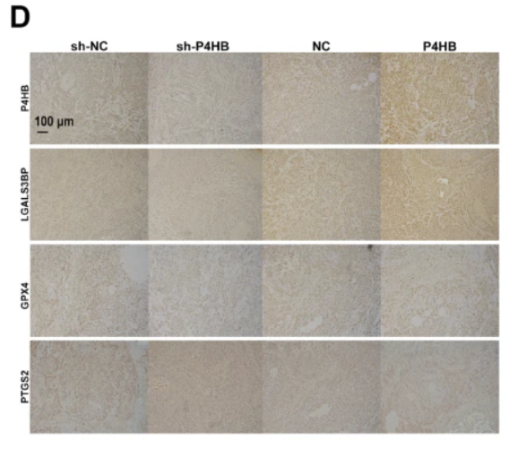 GPX4 Antibody - Fig.