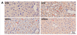 F4/80 Antibody - Figure 5.