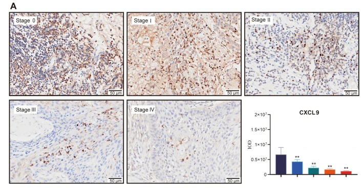 CXCL9 Antibody - Fig.