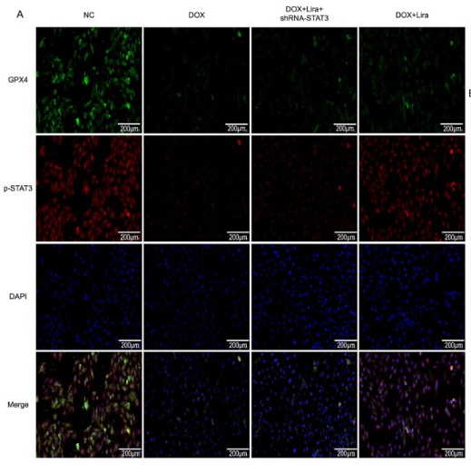 GPX4 Antibody - Fig.