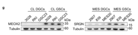 MEOX2 Antibody - Fig.
