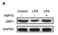 DRP1 Antibody - Figure 3.