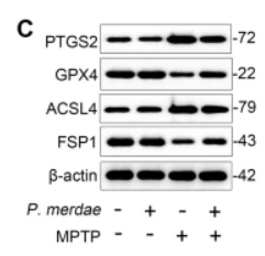 AIFM2 Antibody - Fig.