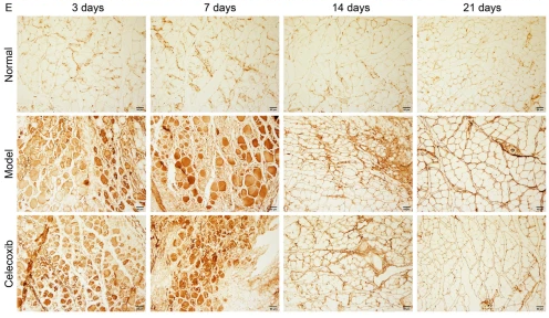 TGF beta 1 Antibody - Fig.