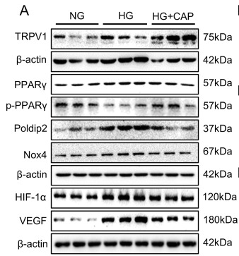 Phospho-PPAR gamma (Ser112) Antibody - Fig.