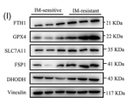 GPX4 Antibody - FIGURE 1 Imatinib resistance is associated with ferroptosis activity in gastrointestinal stromal tumour (GIST).