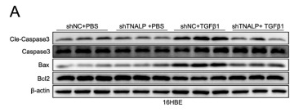 Bcl-2 Antibody - Fig.