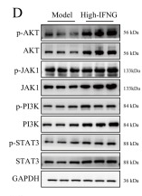 Phospho-NMDAR2A (Tyr943) Antibody - Fig.