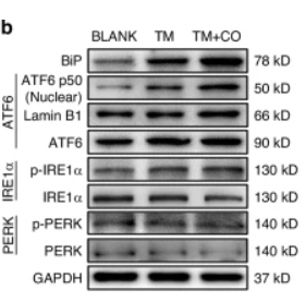 Lamin B1 Antibody - Fig.