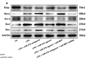 VISA Antibody - Figure 5 Mff overexpression reverses the protective effects of miR-27b against inflammation and apoptosis.