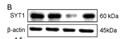 Synaptotagmin 1/2 Antibody - Figure 6.