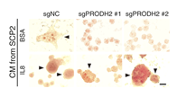 IL8 Antibody - Figure 2.