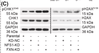 Chk1 Antibody - Fig.