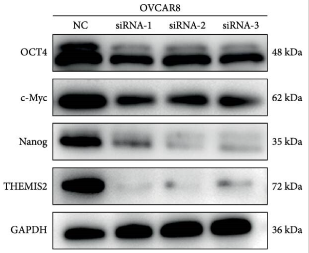 Nanog Antibody - Figure 8 (B) Results of experiments.