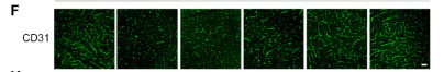 Phospho-CDK5 (Tyr239) Antibody - Figure 5.