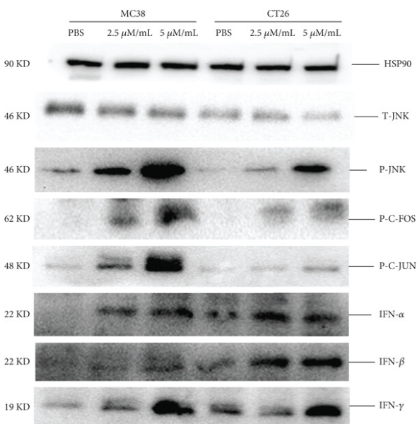 Interferon gamma Antibody - Figures 5.
