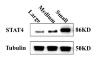 Tubulin alpha Antibody - Figure 1.