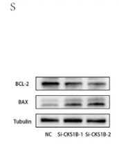 Bax Antibody - Fig.