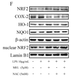 Nrf2 Antibody - Figure 2.