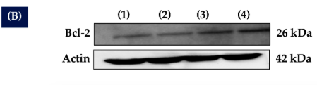 Bcl-2 Antibody - Figure 6.