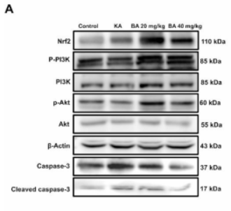 Nrf2 Antibody - Fig.