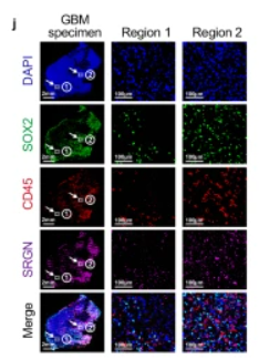 SOX2 Antibody - Fig.