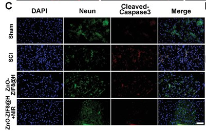 NeuN Antibody - Figure 7.